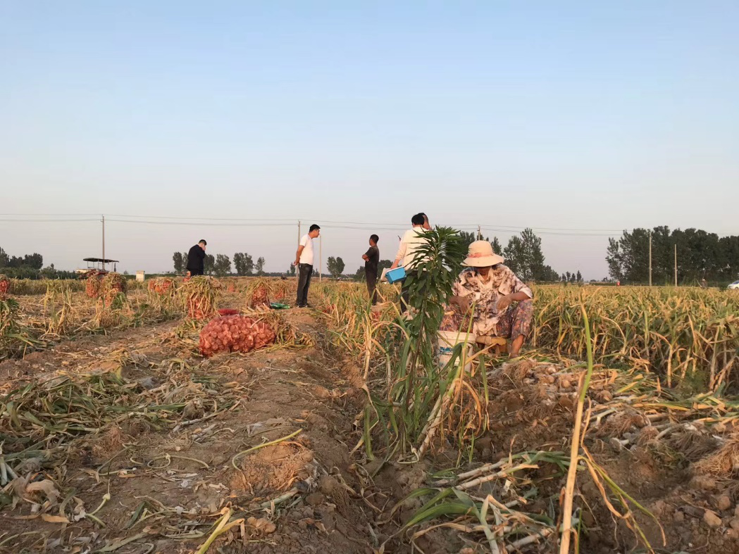 2020-ci ildə sarımsaq tədarükü və tələbi bazar araşdırmasının icmalı