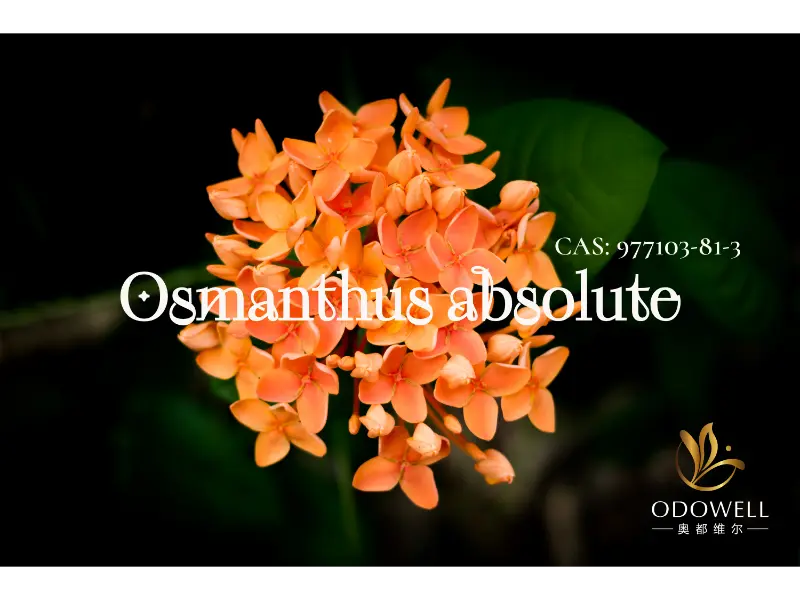 Osmanthus Mütləq - Elegant şərq çiçəkləri üçün Odowell-in təbii imzası