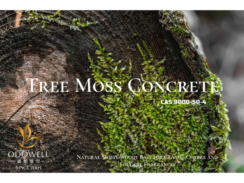 Tree Moss Concrete – ODOWELL-in Klassik Şipr və Fujer ətirləri üçün təbii mamırlı-ağaclı bazası